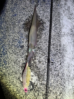 ヤリイカの釣果