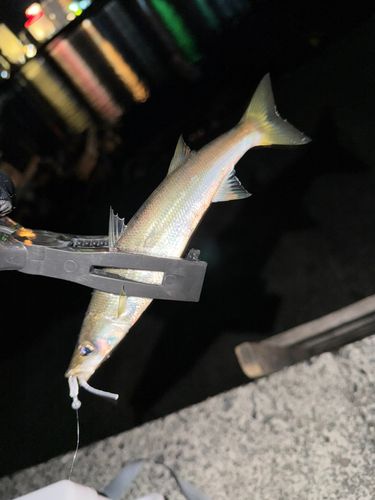 カマスの釣果