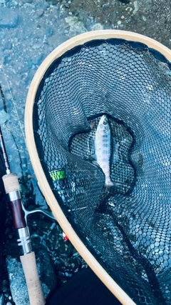 ヤマメの釣果