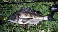 クロダイの釣果