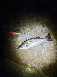 セイゴ（マルスズキ）の釣果