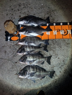 クロダイの釣果