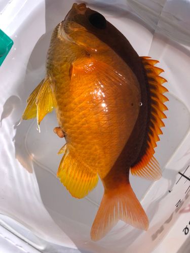 スズメダイの釣果