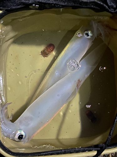 ヤリイカの釣果