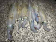 ヤリイカの釣果