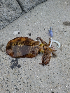 アオリイカの釣果