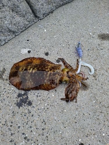 アオリイカの釣果