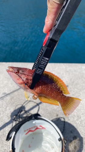 イソベラの釣果