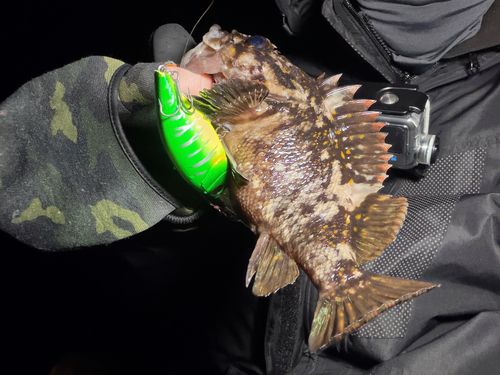 ムラソイの釣果