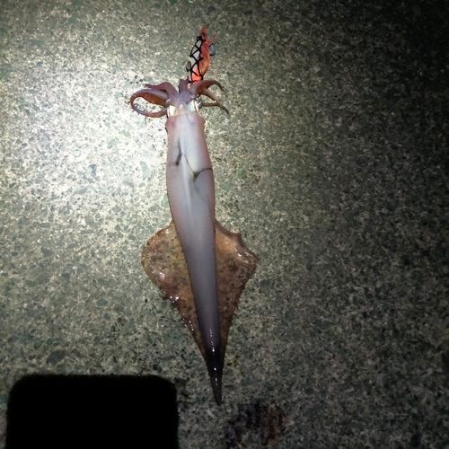 ヤリイカの釣果