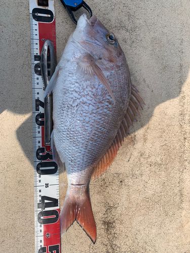 マダイの釣果
