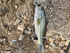 アカメバルの釣果