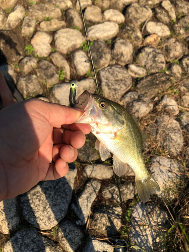 ブラックバスの釣果