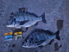 クロダイの釣果
