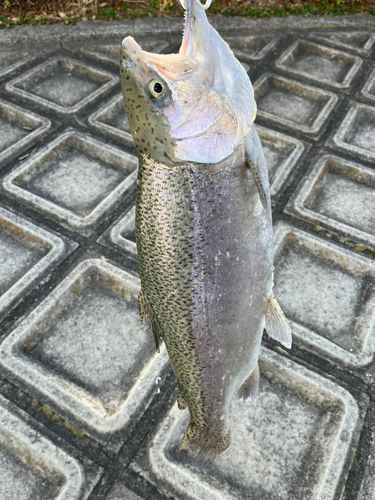 レインボートラウトの釣果