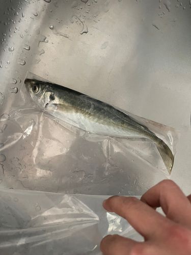 マアジの釣果