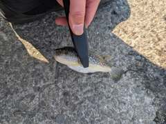 ショウサイフグの釣果