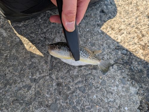 ショウサイフグの釣果