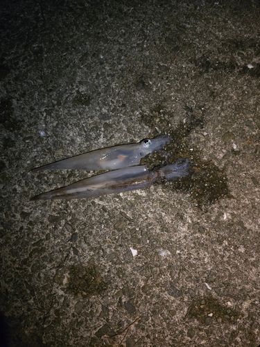 ヤリイカの釣果