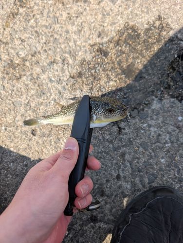 ショウサイフグの釣果