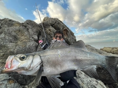 ヒラスズキの釣果
