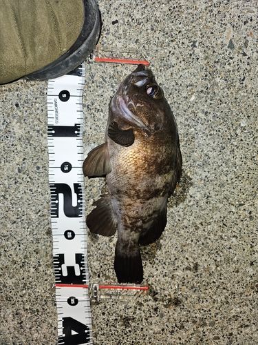 メバルの釣果