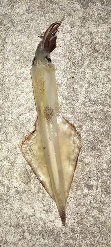 ヤリイカの釣果