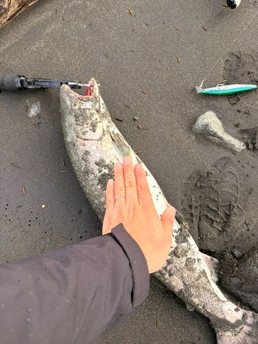 アメマスの釣果