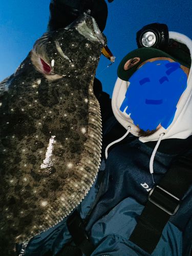 ヒラメの釣果