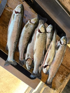ニジマスの釣果