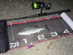 ヒラスズキの釣果