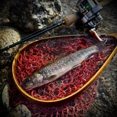 ニッコウイワナの釣果