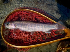 ニッコウイワナの釣果