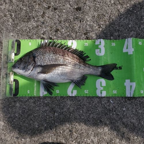 メイタの釣果