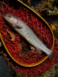 ニッコウイワナの釣果