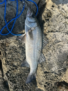 ヒラスズキの釣果