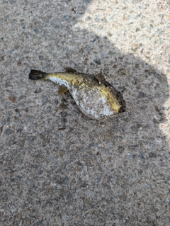 ショウサイフグの釣果