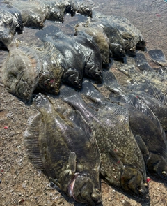 クロガシラガレイの釣果