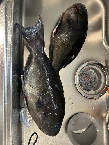 クロの釣果
