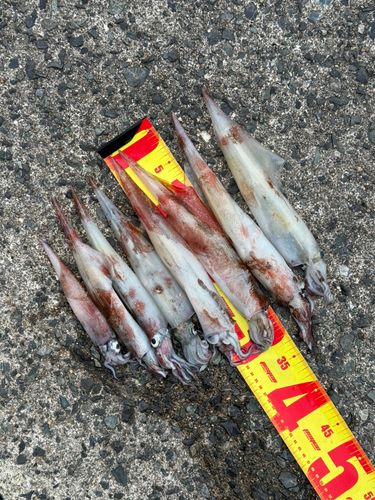 ヤリイカの釣果