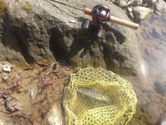 ヤマメの釣果