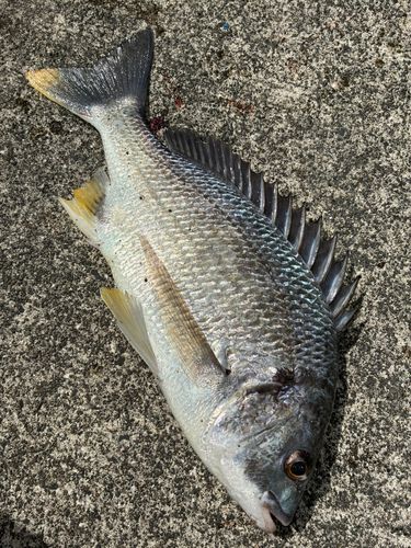 キビレの釣果
