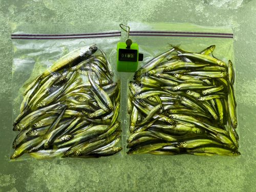 ワカサギの釣果