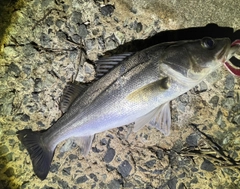 フッコ（マルスズキ）の釣果