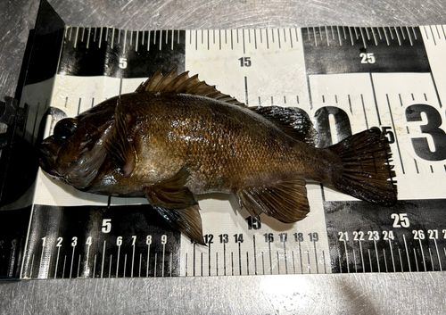 クロメバルの釣果