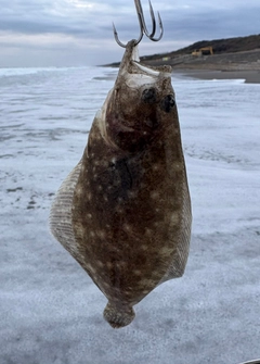 ソゲの釣果