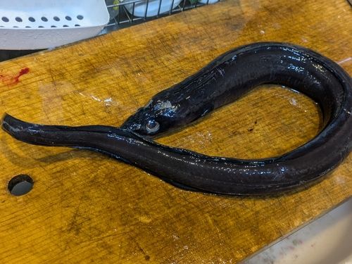 クロアナゴの釣果