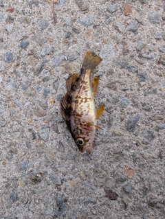 アカメバルの釣果