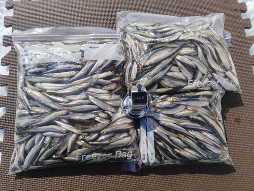 ワカサギの釣果