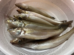 シロギスの釣果